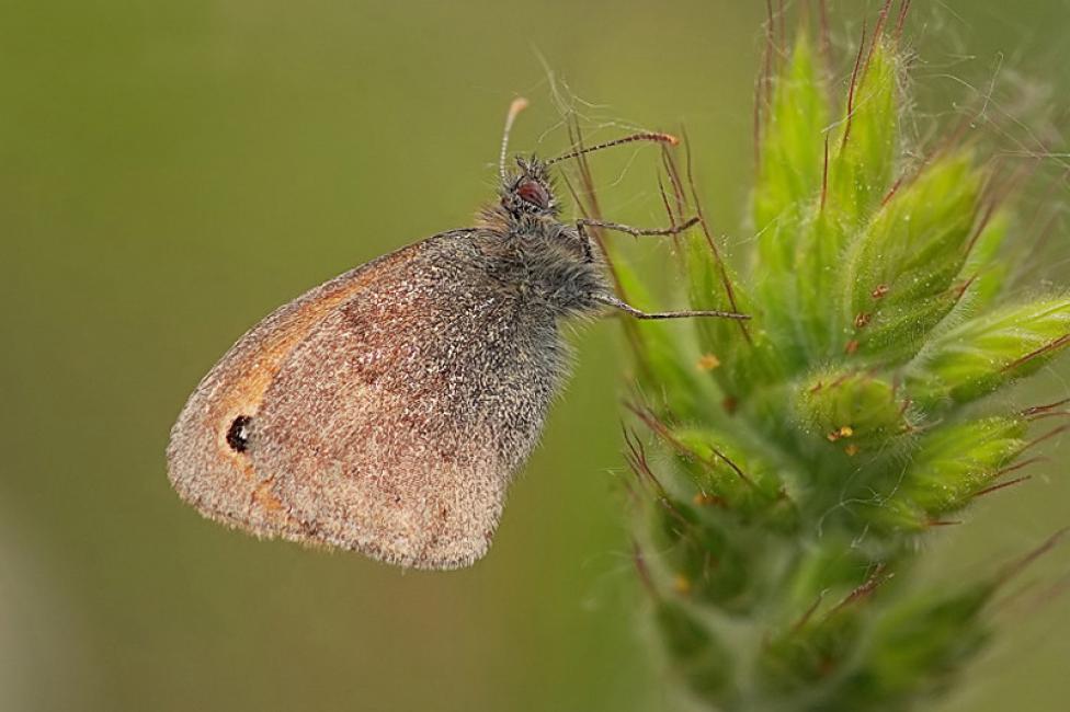 Coenonympha pamphilus